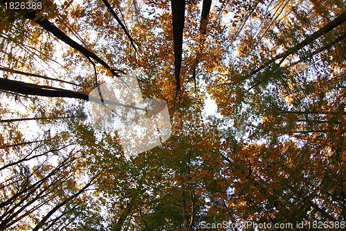 Image of autumn forest 