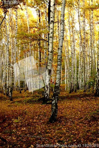 Image of autumn forest 