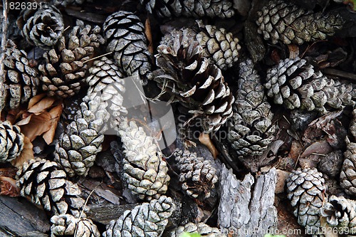 Image of old pine cones background