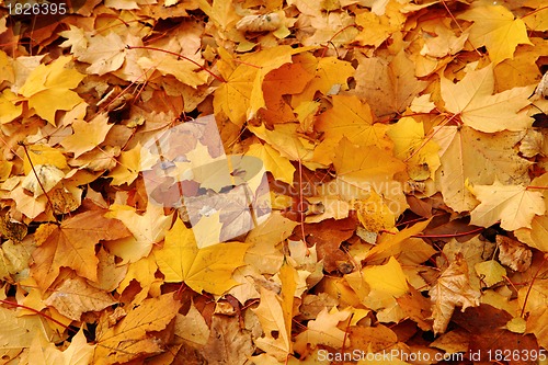 Image of autumnal leaves
