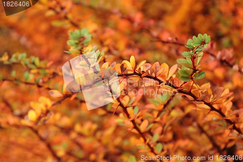 Image of autumnal leaves