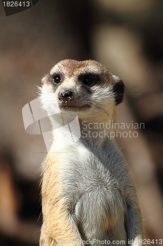 Image of suricata