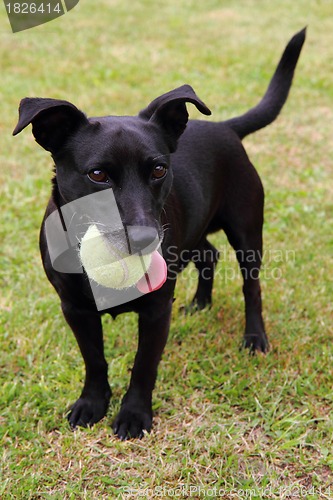 Image of black dog as tennis player