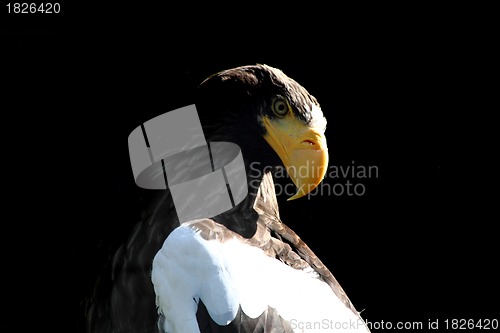 Image of eagle on the black background