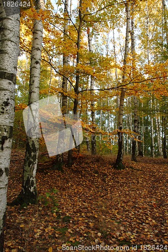 Image of autumn forest 