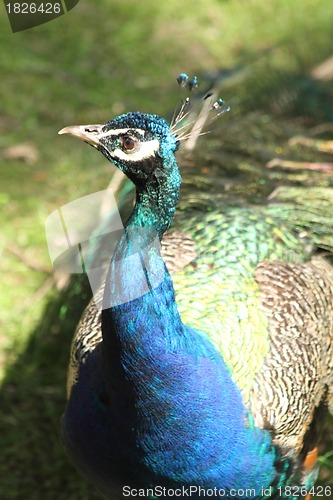 Image of detail of peacock - head