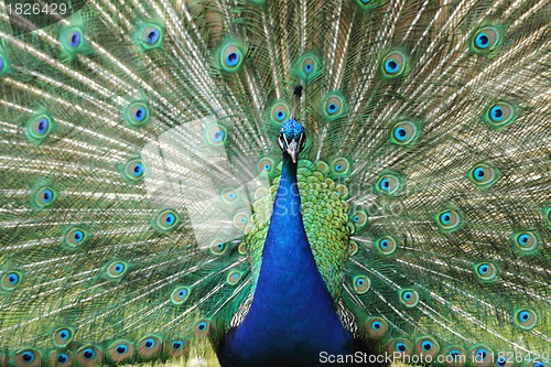 Image of peacock