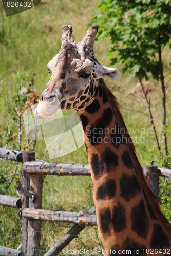 Image of detail of giraffe