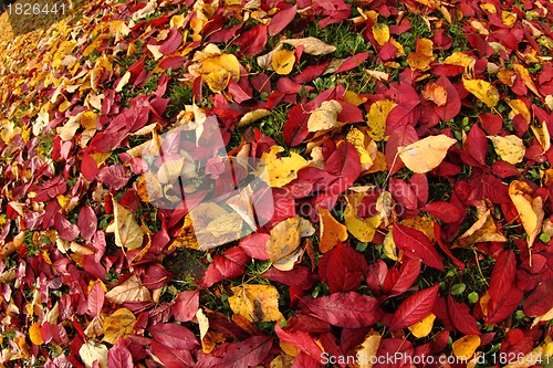 Image of autumnal leaves