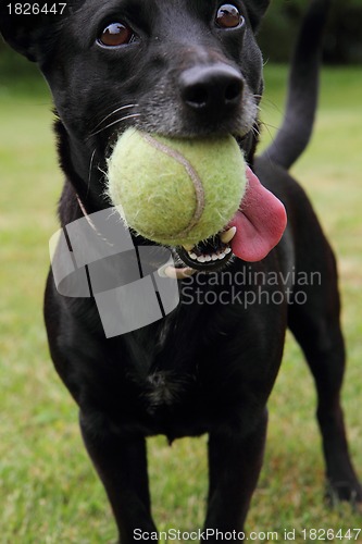 Image of black dog as tennis player