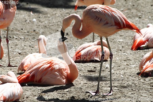 Image of pink flamingos are kissing