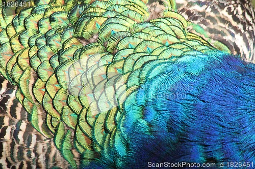 Image of rainbow peacock background