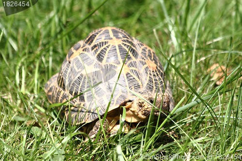 Image of turtle in the green grass