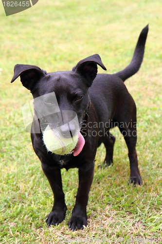 Image of black dog as tennis player