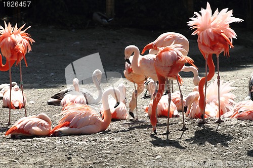 Image of pink flamingos 