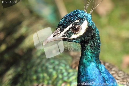 Image of detail of peacock - head