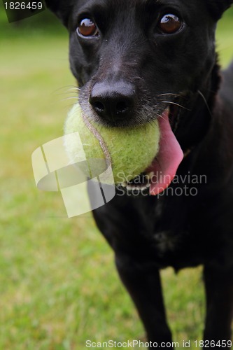 Image of black dog as tennis player