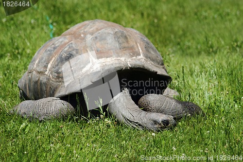 Image of old turtle in the green grass