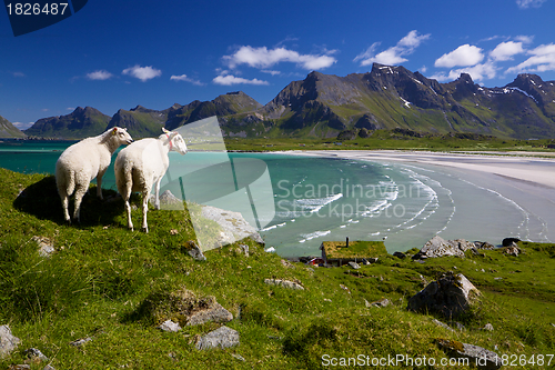 Image of Sheep farm on Lofoten
