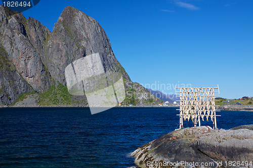 Image of Drying stockfish