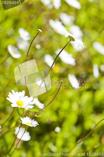 Image of Daisies