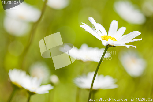 Image of Daisies