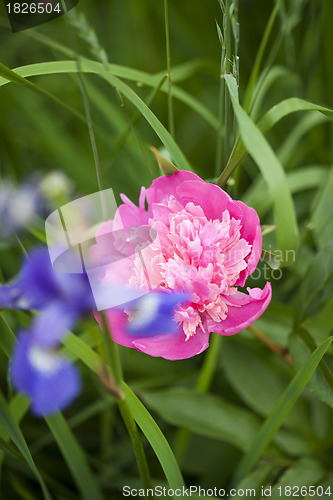 Image of Pink Peony