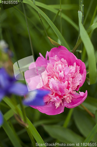 Image of Pink Peony