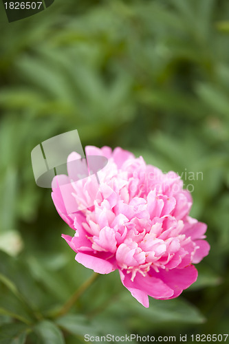 Image of Pink Peony