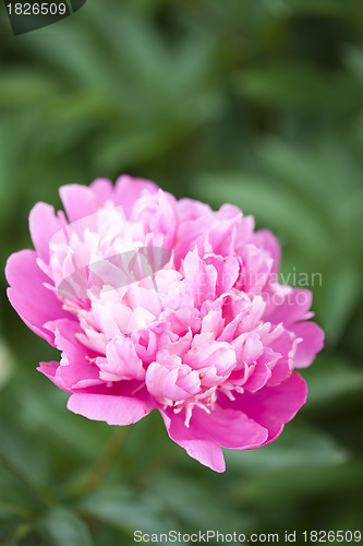 Image of Pink Peony