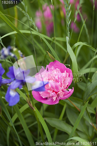 Image of Pink Peony