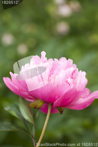 Image of Pink Peony