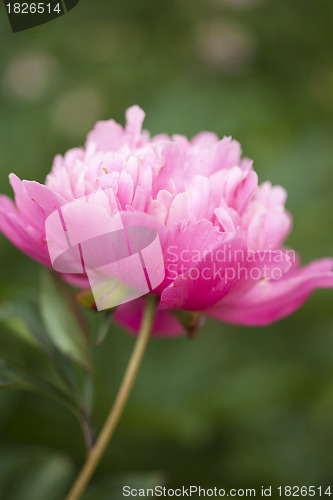 Image of Pink Peony