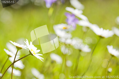 Image of Daisies