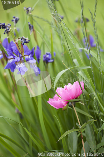 Image of Pink Peony