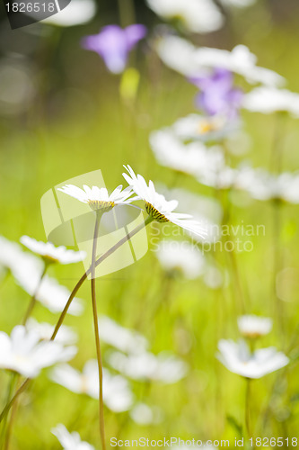 Image of Daisies