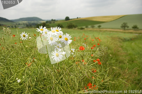 Image of Scentless Mayweed 01