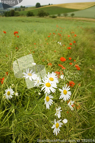 Image of Scentless Mayweed 02