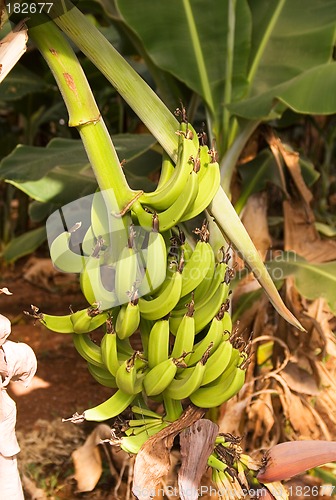 Image of Banana Plantation