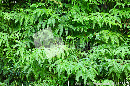 Image of Fern leaves background