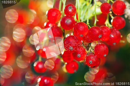 Image of illuminated by sunlight redcurrant berries 