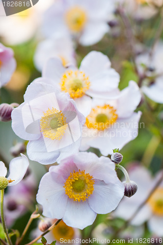 Image of lit by sunlight flowers in the garden