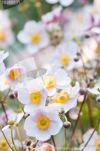 Image of lit by sunlight flowers in the garden