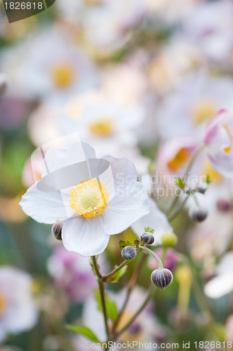 Image of lit by sunlight flowers in the garden