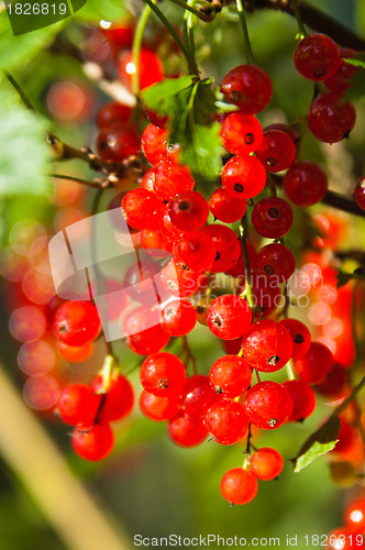 Image of illuminated by sunlight redcurrant berries 