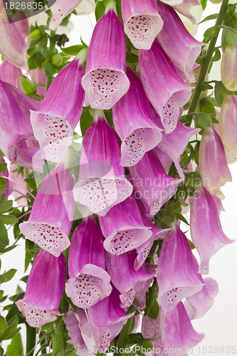 Image of Close-up of digitalis