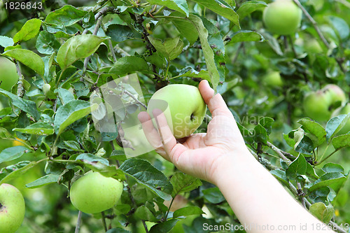 Image of Picking an apple
