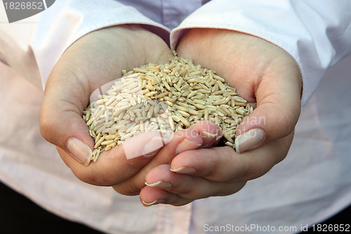 Image of Wheat in woman's hand