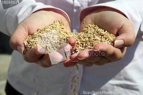 Image of Wheat in woman's hand