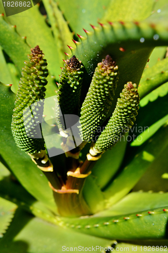 Image of Aloe vera flower buds